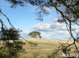 Scots Pine (Pinus sylvestris)
