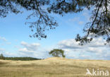 Scots Pine (Pinus sylvestris)