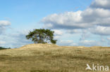 Scots Pine (Pinus sylvestris)