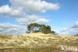 Scots Pine (Pinus sylvestris)