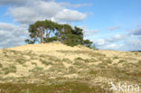 Scots Pine (Pinus sylvestris)