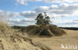 Scots Pine (Pinus sylvestris)