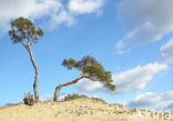 Scots Pine (Pinus sylvestris)