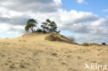 Scots Pine (Pinus sylvestris)