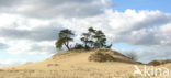Scots Pine (Pinus sylvestris)