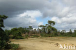Scots Pine (Pinus sylvestris)