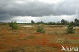 Scots Pine (Pinus sylvestris)