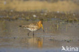 Black-tailed Godwit (Limosa limosa) 