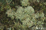 Olive cladonia (Cladonia strepsilis)