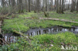 Hazelbekke