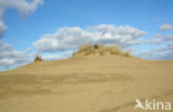 Marram (Ammophila arenaria)