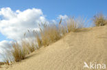 Marram (Ammophila arenaria)