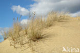 Marram (Ammophila arenaria)