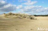 Marram (Ammophila arenaria)