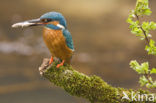 IJsvogel (Alcedo atthis)