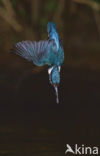 Kingfisher (Alcedo atthis)