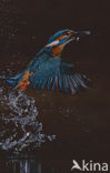 Kingfisher (Alcedo atthis)