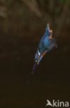 Kingfisher (Alcedo atthis)