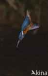 IJsvogel (Alcedo atthis)