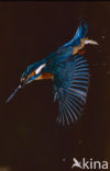 IJsvogel (Alcedo atthis)