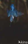 Kingfisher (Alcedo atthis)