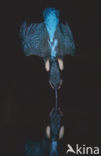 Kingfisher (Alcedo atthis)