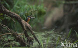 IJsvogel (Alcedo atthis)