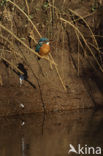 Kingfisher (Alcedo atthis)