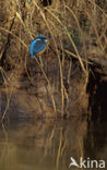 IJsvogel (Alcedo atthis)