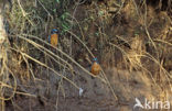 Kingfisher (Alcedo atthis)