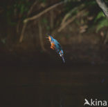 Kingfisher (Alcedo atthis)