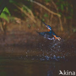 IJsvogel (Alcedo atthis)