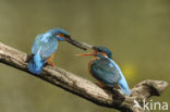 Kingfisher (Alcedo atthis)
