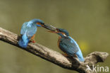 Kingfisher (Alcedo atthis)