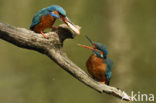 Kingfisher (Alcedo atthis)
