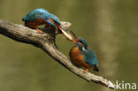 Kingfisher (Alcedo atthis)