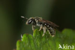 Ingesnoerde groefbij (Lasioglossum minutissimum)