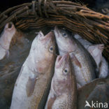 Atlantic Cod (Gadus morhua) 