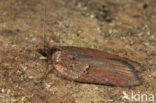 Kameleonbladroller (Acleris hastiana)