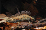 Great Crested Newt