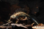 Kamsalamander (Triturus cristatus) 