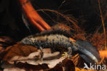 Great Crested Newt