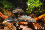 Great Crested Newt