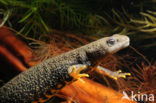 Kamsalamander (Triturus cristatus) 