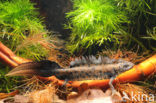 Great Crested Newt