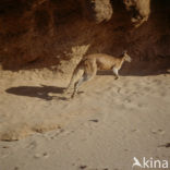 Wallaby (Macropus spec.)