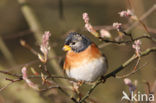 Brambling (Fringilla montifringilla)