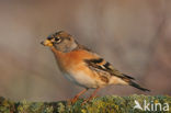 Brambling (Fringilla montifringilla)