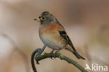 Brambling (Fringilla montifringilla)