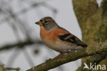 Brambling (Fringilla montifringilla)